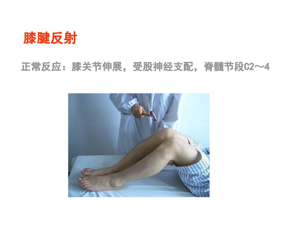 膝腱反射 正常反应：膝关节伸展，受股神经支配，脊髓节段C2～4
