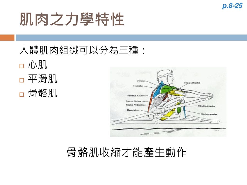 p.8-25 肌肉之力學特性 人體肌肉組織可以分為三種： 心肌 平滑肌 骨骼肌 骨骼肌收縮才能產生動作