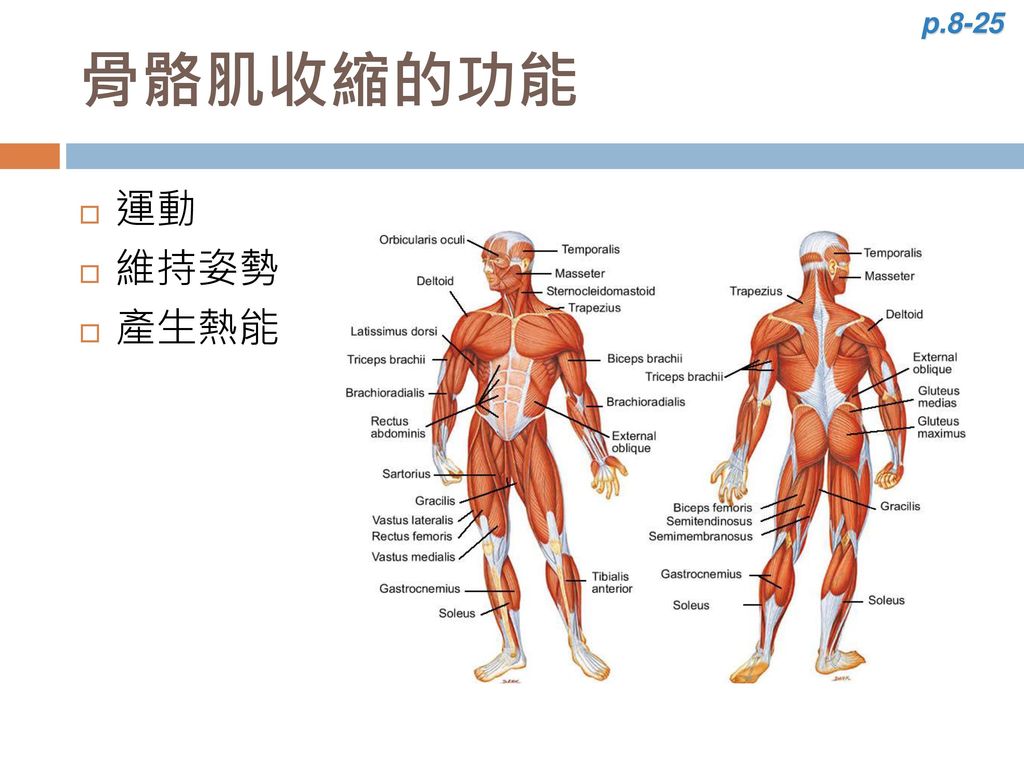 p.8-25 骨骼肌收縮的功能 運動 維持姿勢 產生熱能