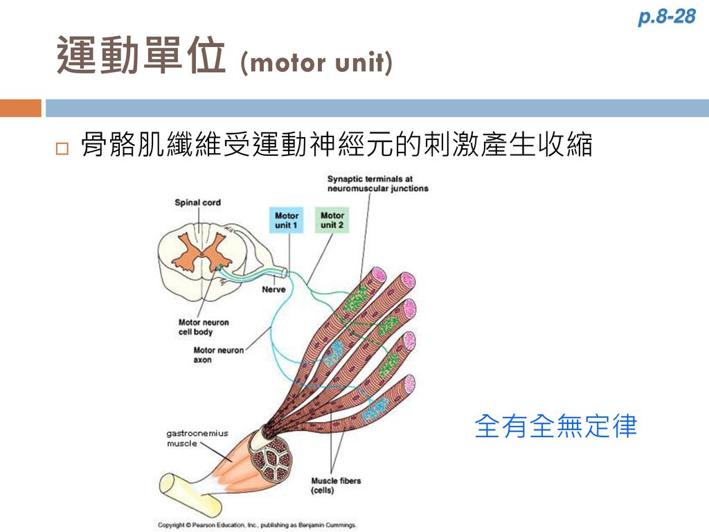 p.8-28 運動單位 (motor unit) 骨骼肌纖維受運動神經元的刺激產生收縮 全有全無定律