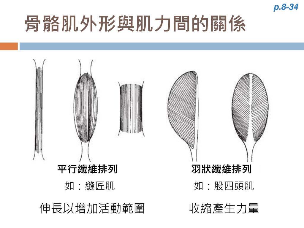 p.8-34 骨骼肌外形與肌力間的關係 平行纖維排列 羽狀纖維排列 如：縫匠肌 如：股四頭肌 伸長以增加活動範圍 收縮產生力量