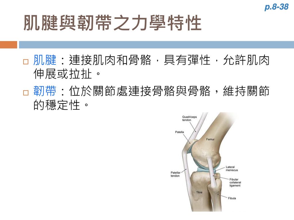 肌腱與韌帶之力學特性 肌腱：連接肌肉和骨骼，具有彈性，允許肌肉 伸展或拉扯。 韌帶：位於關節處連接骨骼與骨骼，維持關節 的穩定性。