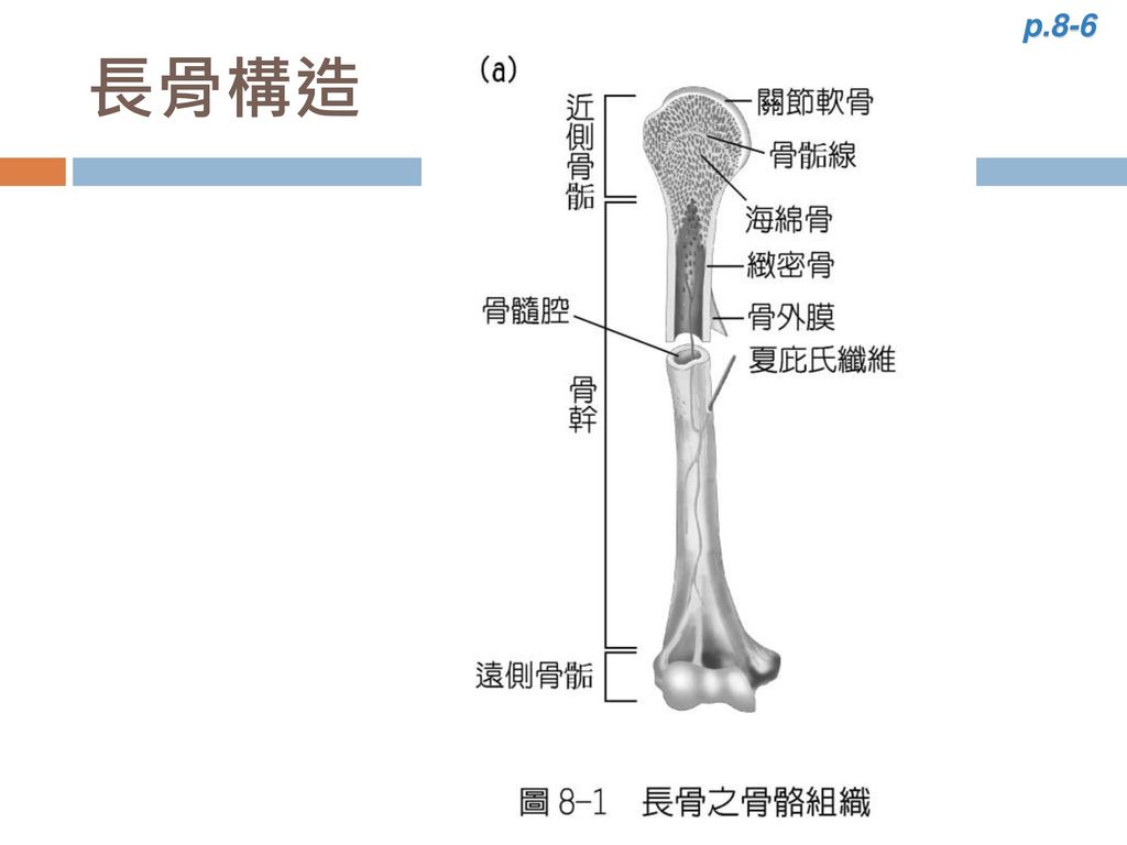 p.8-6 長骨構造