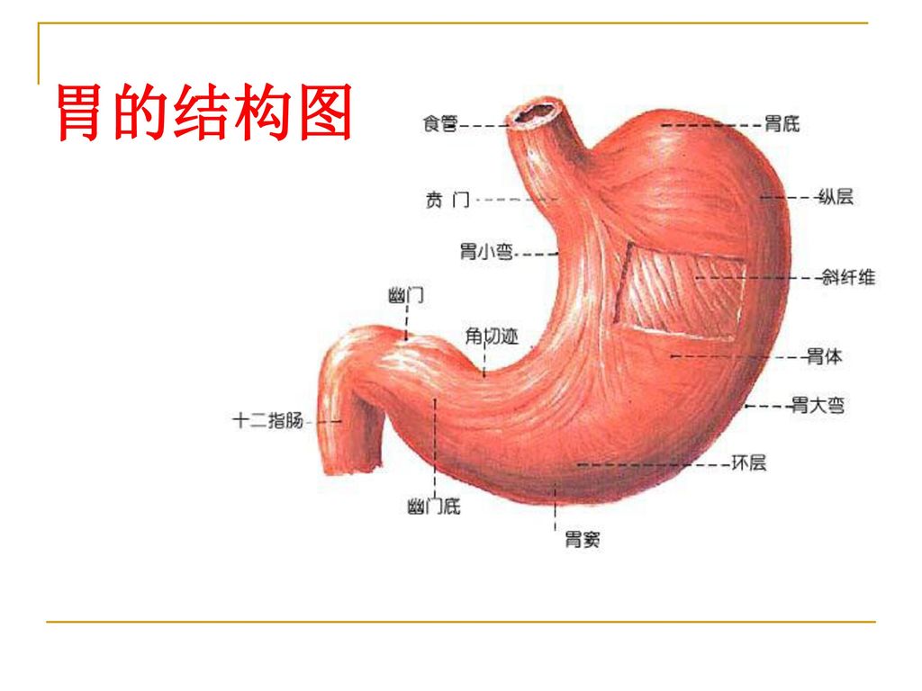 胃的结构图