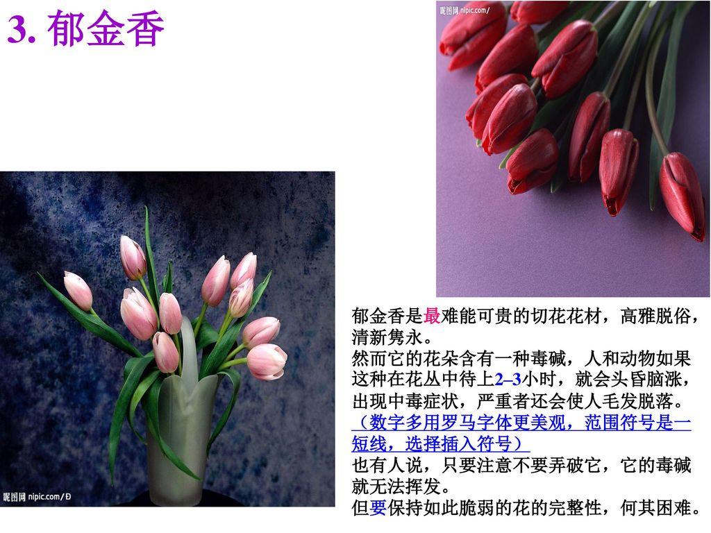 3. 郁金香 郁金香是最难能可贵的切花花材，高雅脱俗，清新隽永。