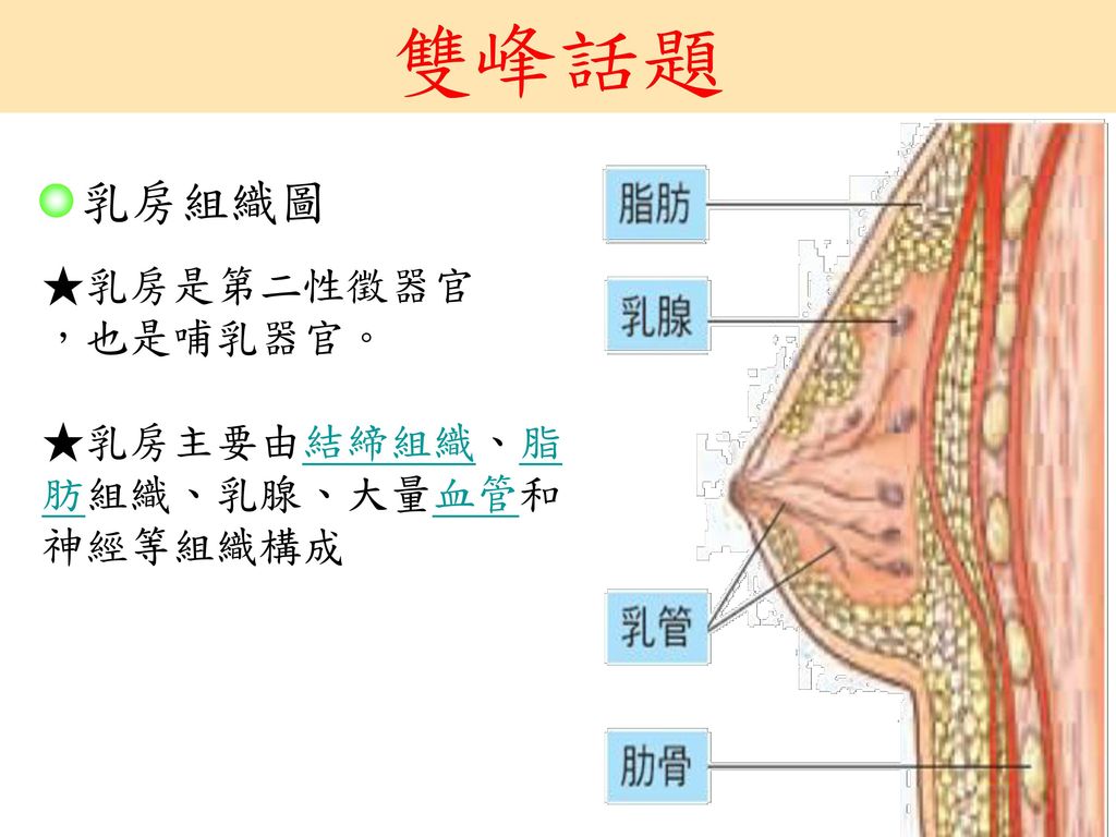 雙峰話題 乳房組織圖 ★乳房是第二性徵器官 ，也是哺乳器官。 ★乳房主要由結締組織、脂肪組織、乳腺、大量血管和神經等組織構成