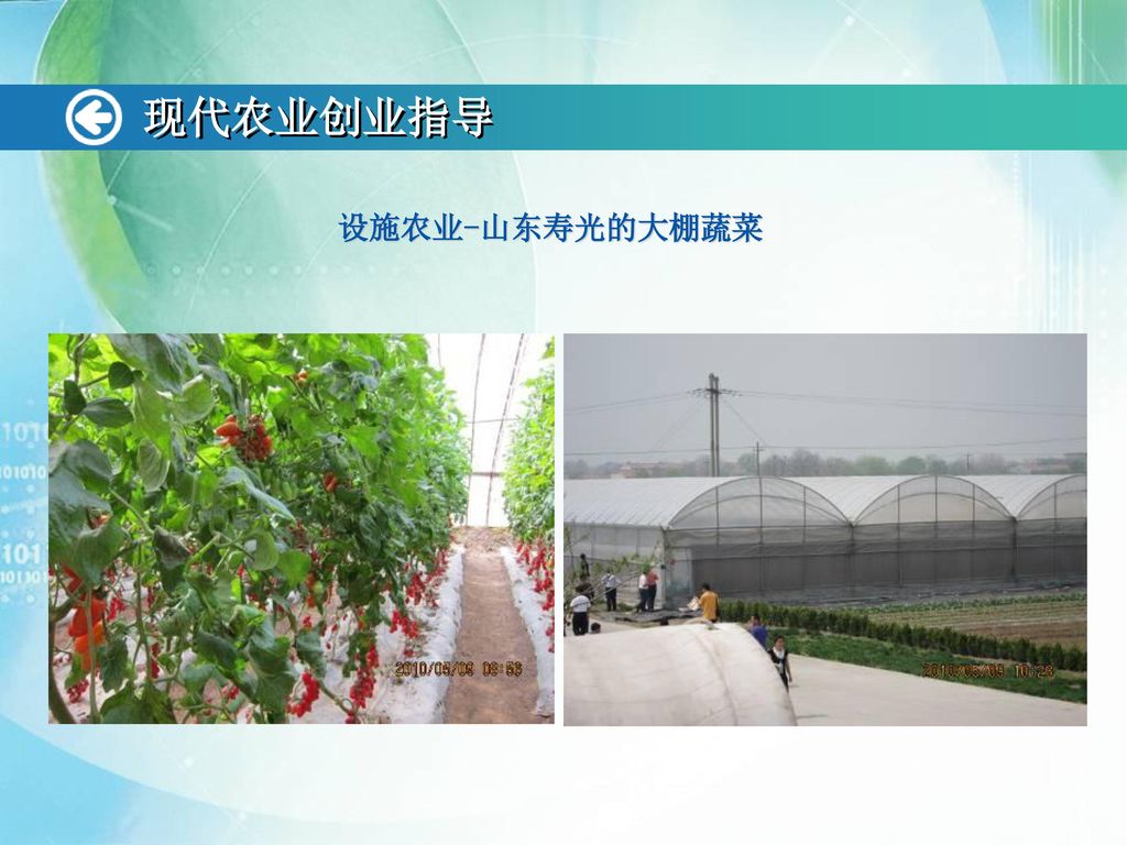 现代农业创业指导 设施农业-山东寿光的大棚蔬菜