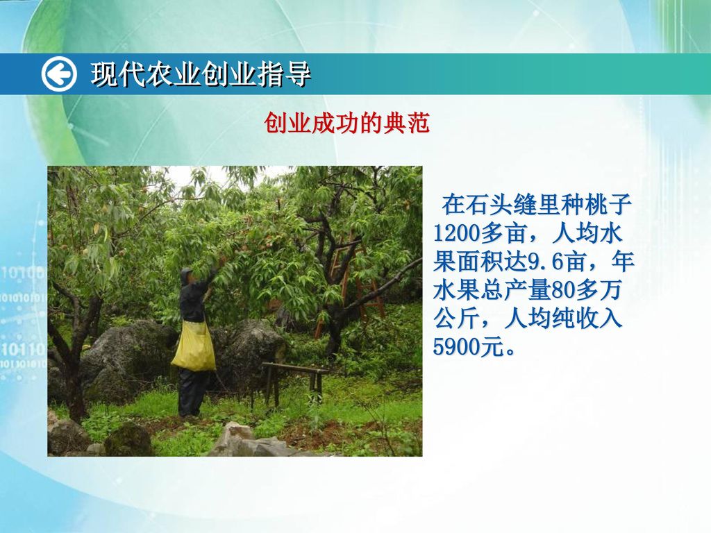 现代农业创业指导 创业成功的典范 在石头缝里种桃子1200多亩，人均水果面积达9.6亩，年水果总产量80多万公斤，人均纯收入5900元。