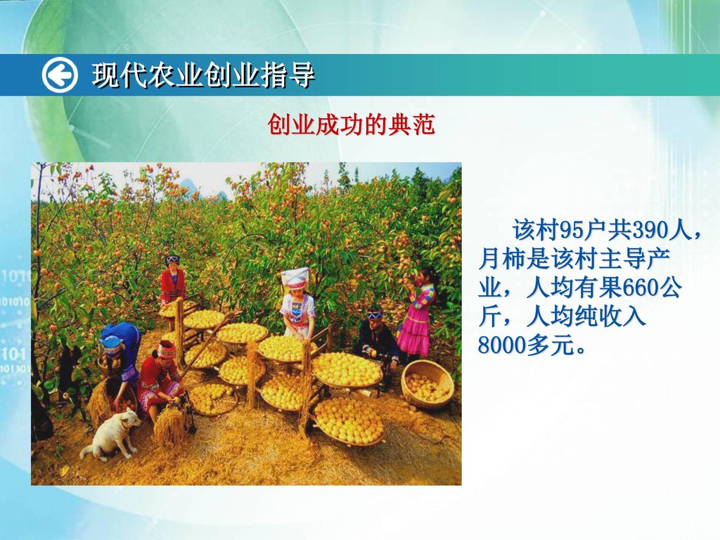 现代农业创业指导 创业成功的典范 该村95户共390人，月柿是该村主导产业，人均有果660公斤，人均纯收入8000多元。