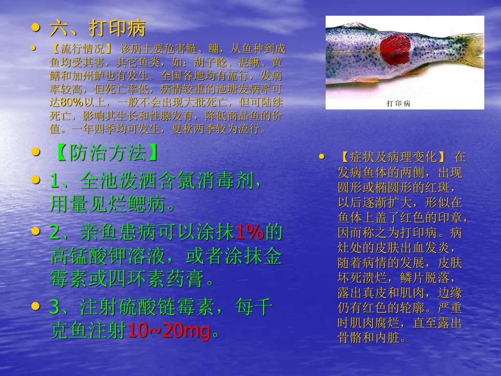 2、亲鱼患病可以涂抹1%的高锰酸钾溶液，或者涂抹金霉素或四环素药膏。