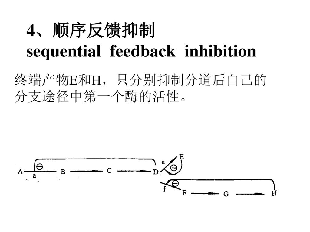 4、顺序反馈抑制 sequential feedback inhibition