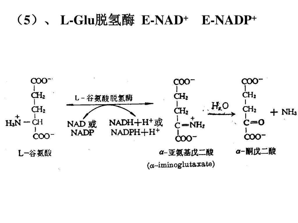 （5）、 L-Glu脱氢酶 E-NAD+ E-NADP+