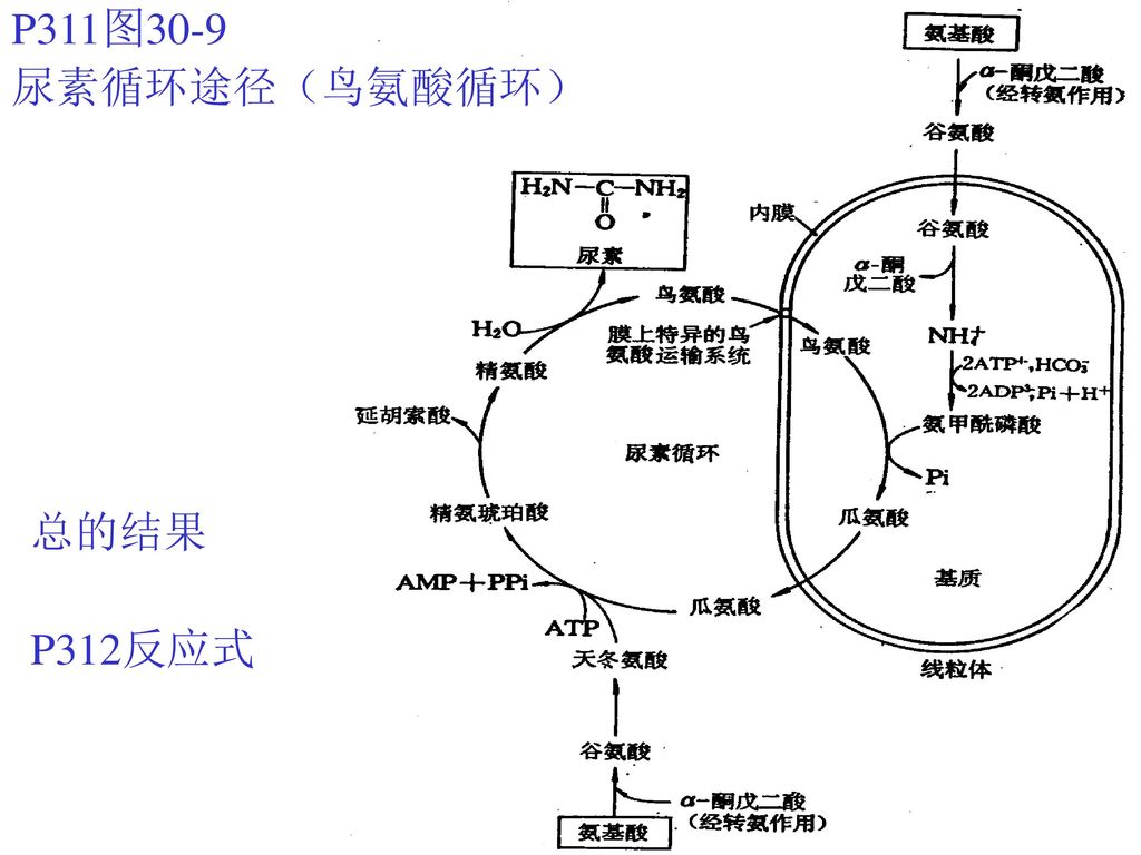 P311图30-9 尿素循环途径（鸟氨酸循环） 总的结果 P312反应式