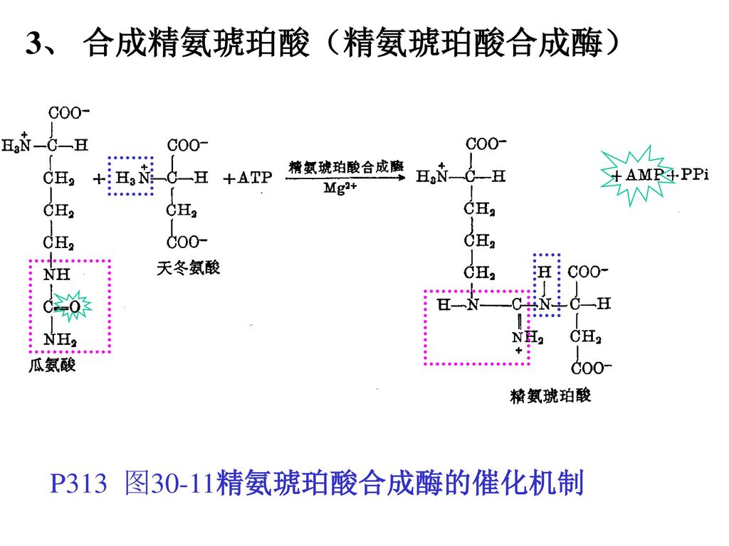 3、 合成精氨琥珀酸（精氨琥珀酸合成酶） P313 图30-11精氨琥珀酸合成酶的催化机制