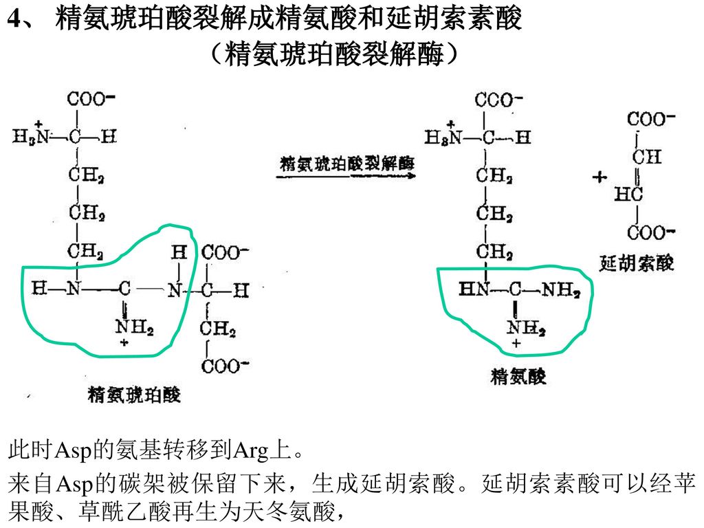 4、 精氨琥珀酸裂解成精氨酸和延胡索素酸 （精氨琥珀酸裂解酶） 此时Asp的氨基转移到Arg上。