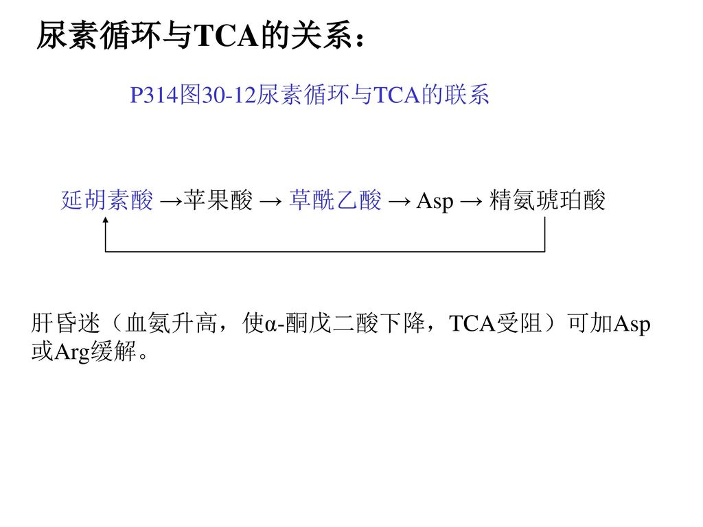 尿素循环与TCA的关系： P314图30-12尿素循环与TCA的联系 延胡素酸 →苹果酸 → 草酰乙酸 → Asp → 精氨琥珀酸
