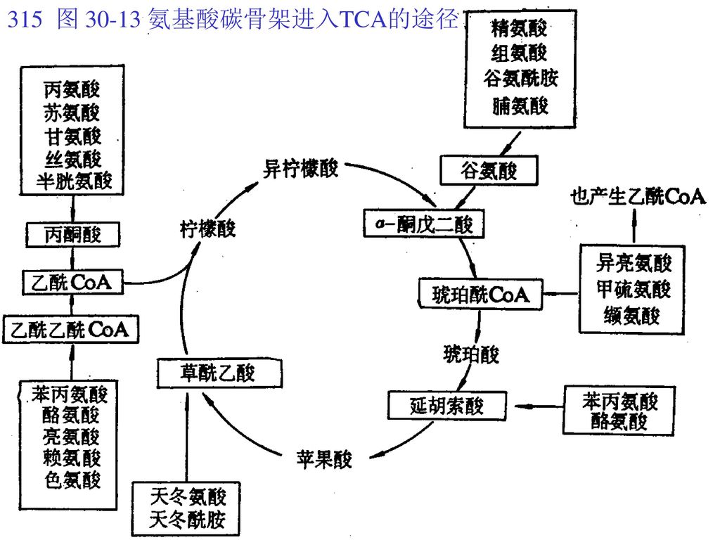 315 图 氨基酸碳骨架进入TCA的途径