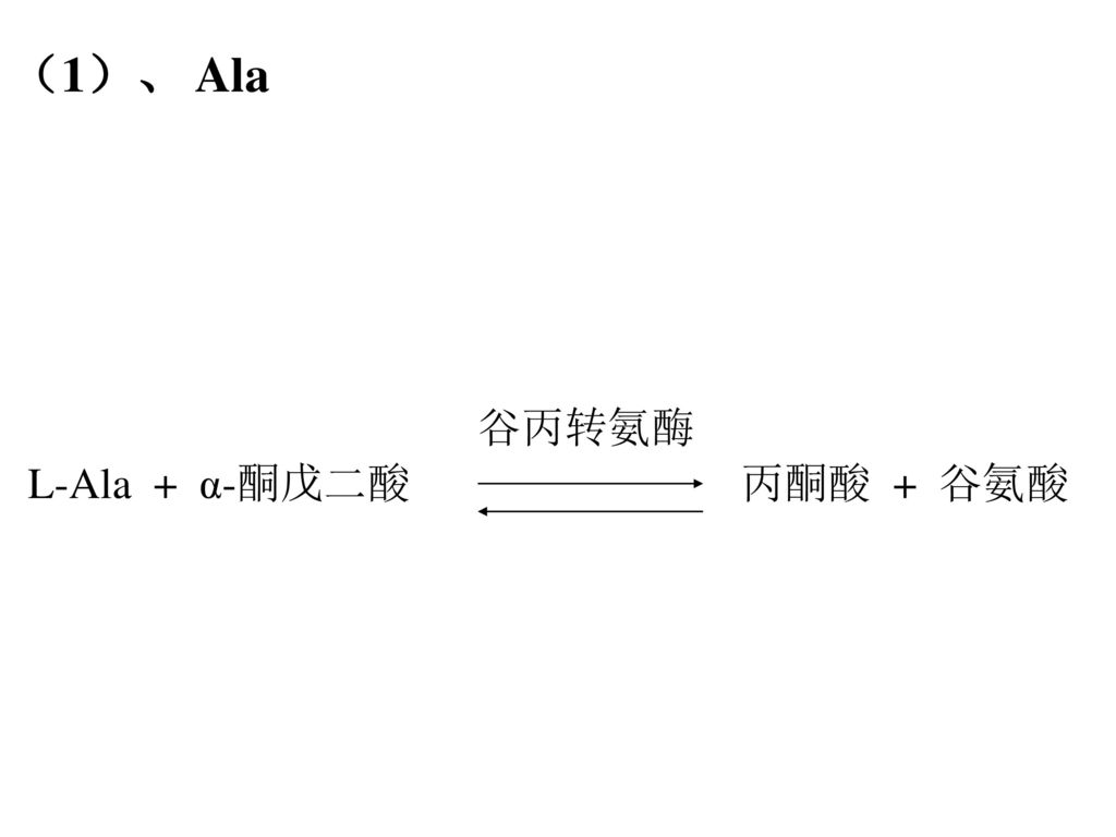 （1）、 Ala L-Ala + α-酮戊二酸 谷丙转氨酶 丙酮酸 + 谷氨酸