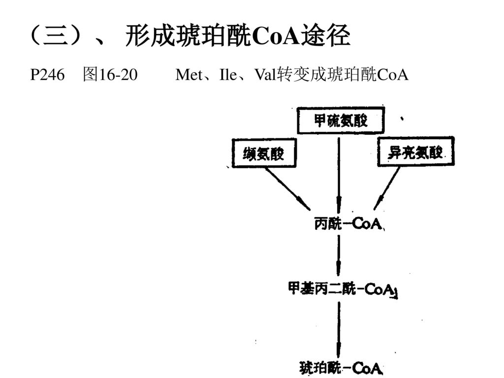 （三）、 形成琥珀酰CoA途径 P246 图16-20 Met、Ile、Val转变成琥珀酰CoA