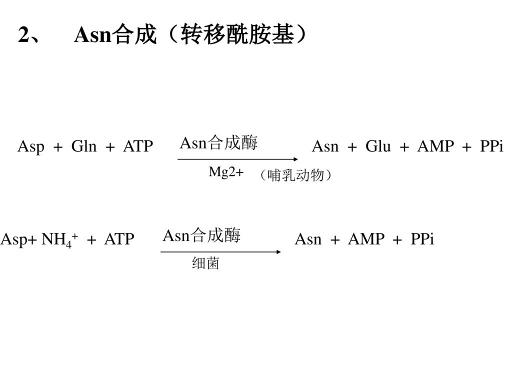 2、 Asn合成（转移酰胺基） Asn合成酶 Asp + Gln + ATP Asn + Glu + AMP + PPi Asn合成酶