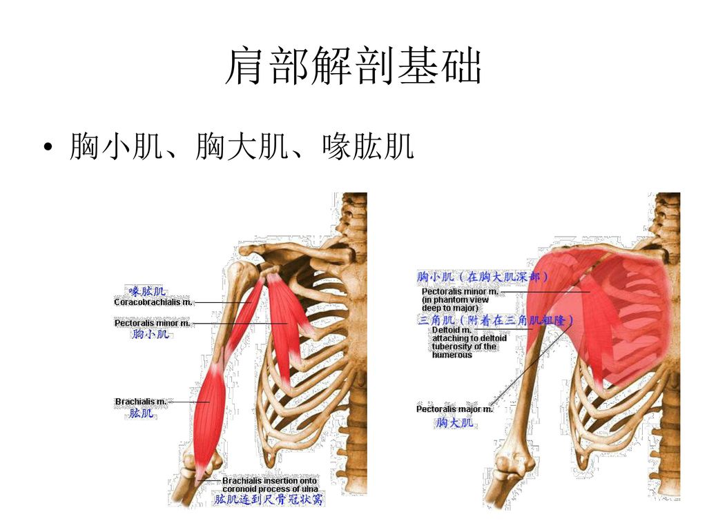 肩部解剖基础 胸小肌、胸大肌、喙肱肌