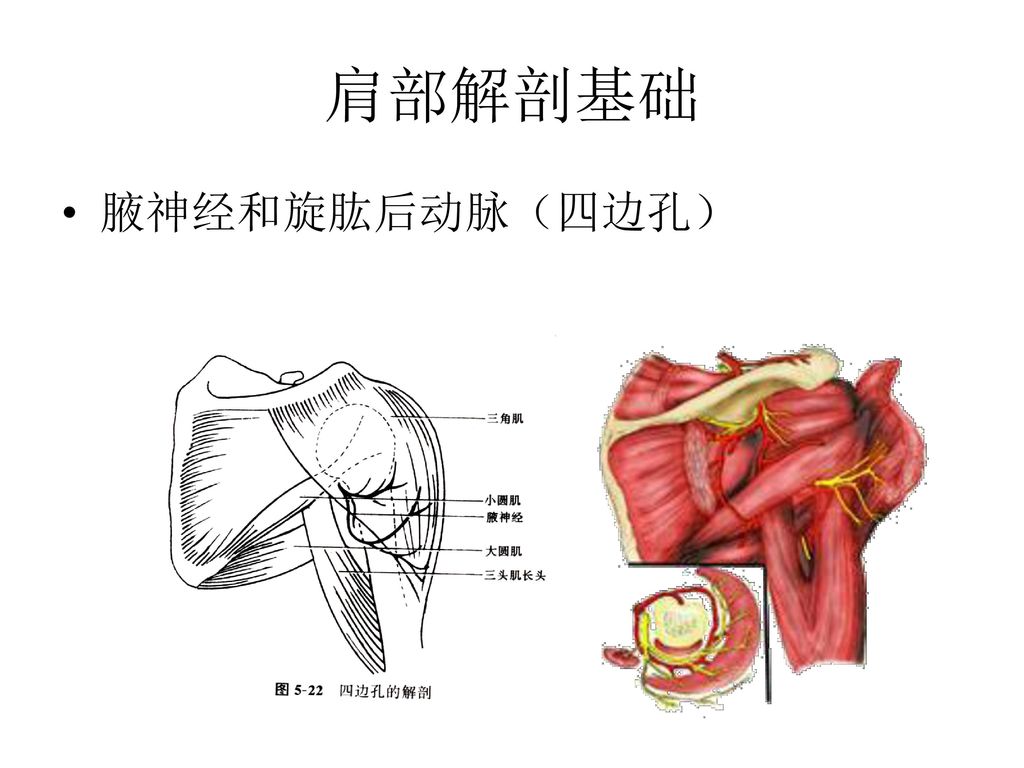 肩部解剖基础 腋神经和旋肱后动脉（四边孔）