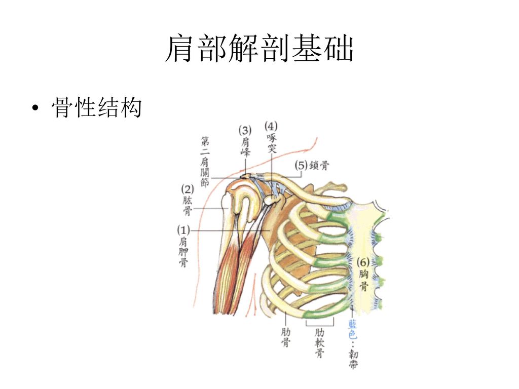 肩部解剖基础 骨性结构