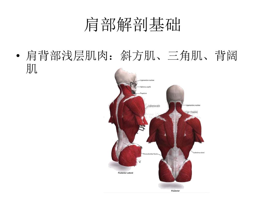 肩部解剖基础 肩背部浅层肌肉：斜方肌、三角肌、背阔肌