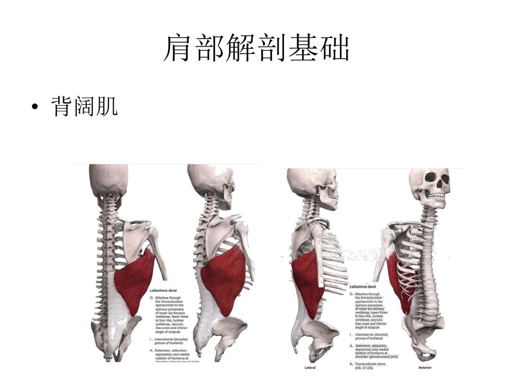 肩部解剖基础 背阔肌
