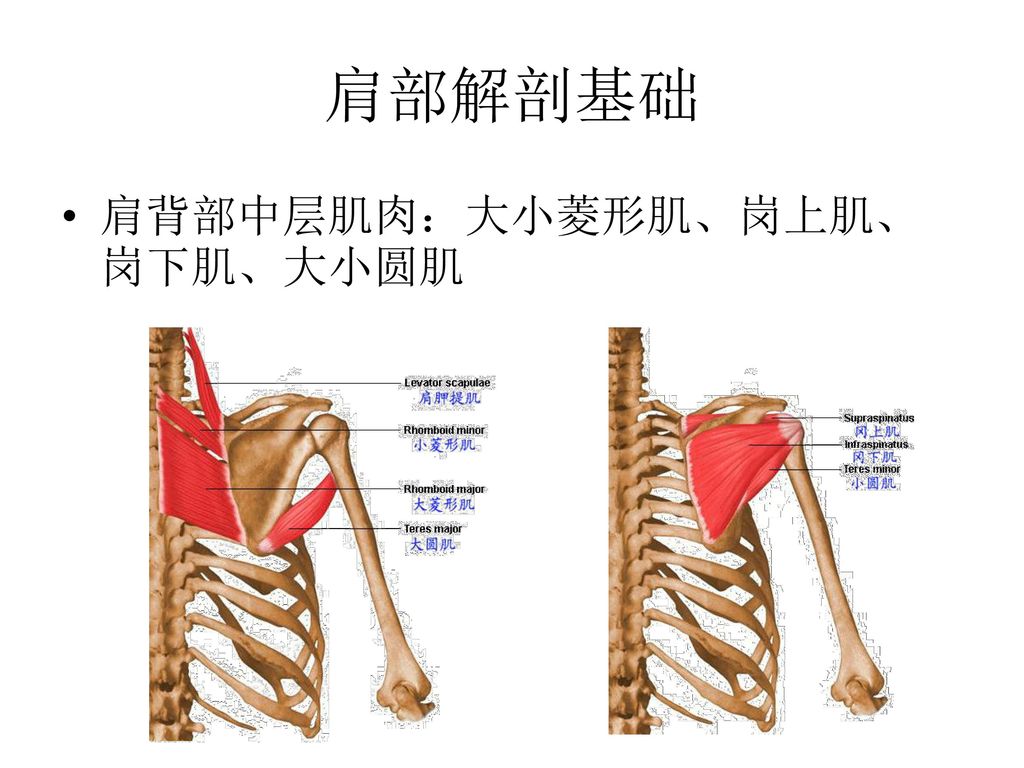 肩部解剖基础 肩背部中层肌肉：大小菱形肌、岗上肌、岗下肌、大小圆肌