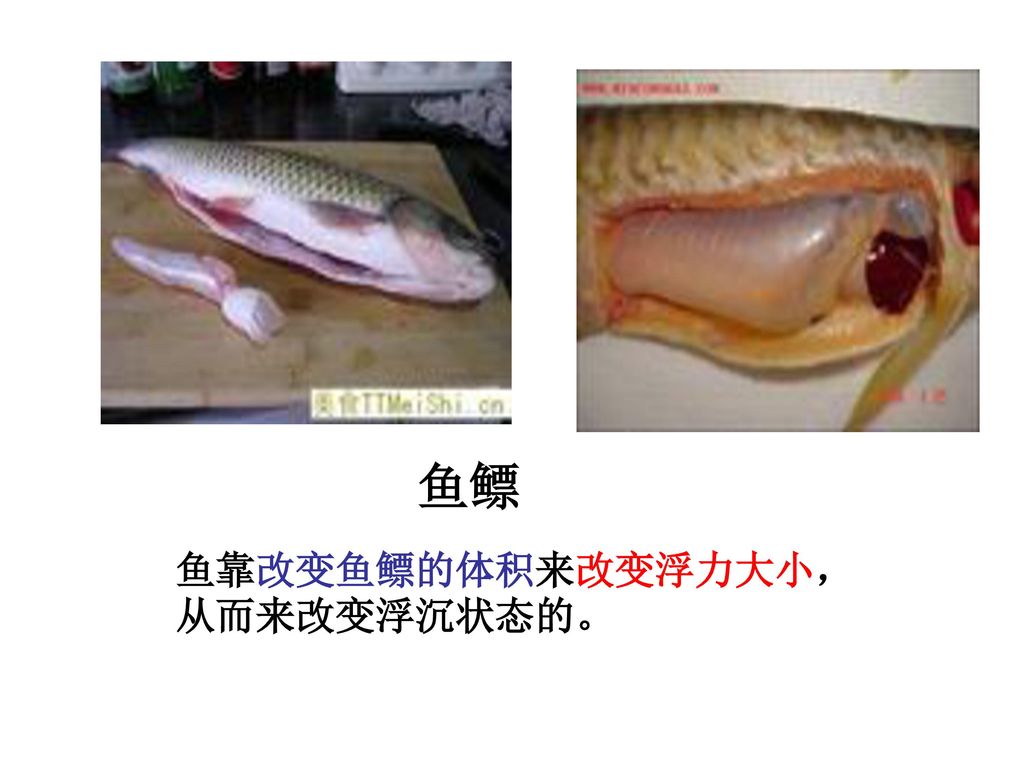 鱼鳔 鱼靠改变鱼鳔的体积来改变浮力大小，从而来改变浮沉状态的。