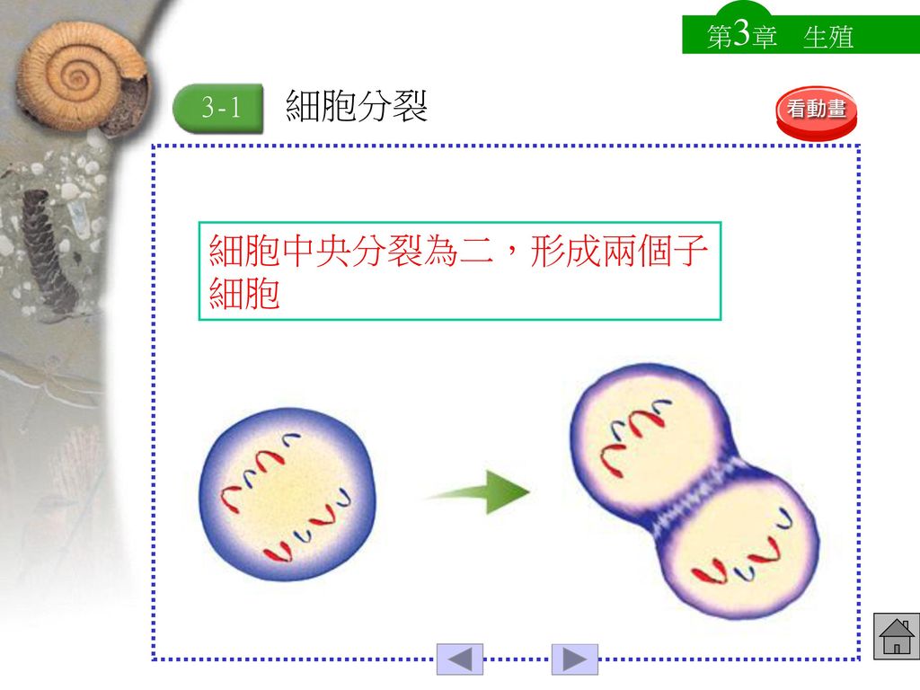 第3章 生殖 3-1 細胞分裂 細胞中央分裂為二，形成兩個子細胞