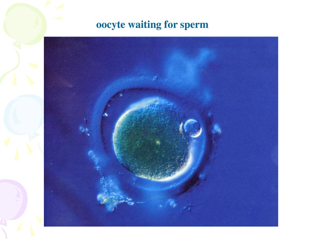oocyte waiting for sperm