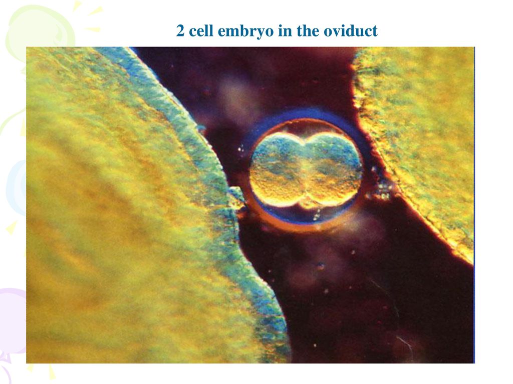 2 cell embryo in the oviduct