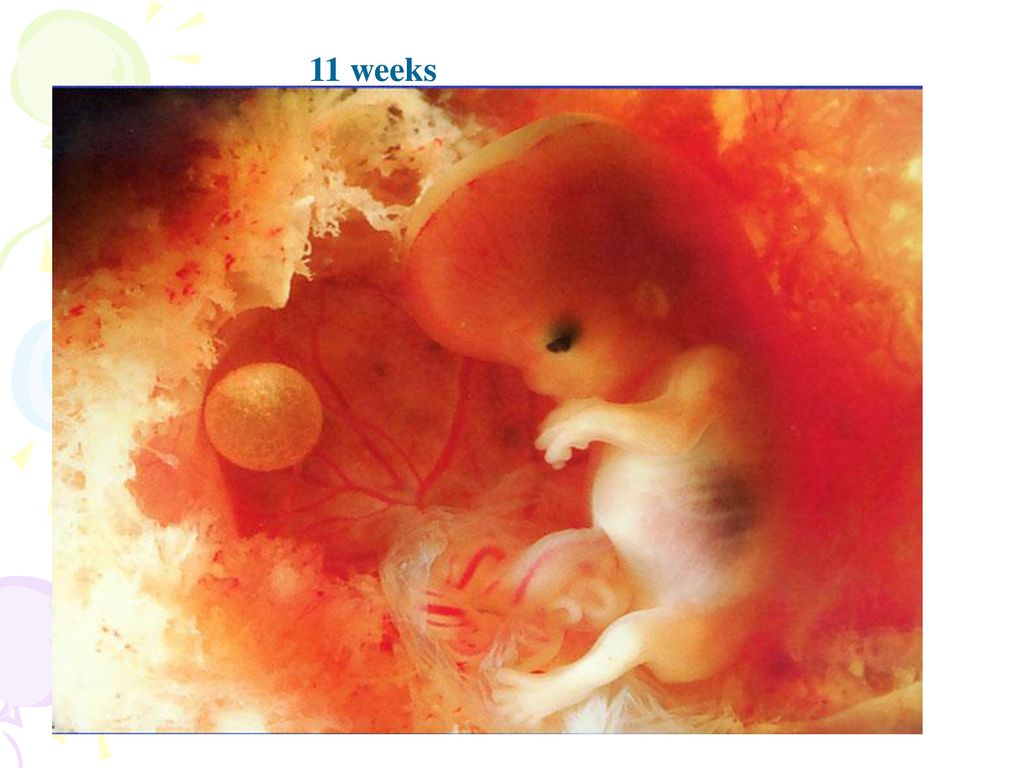 11 weeks