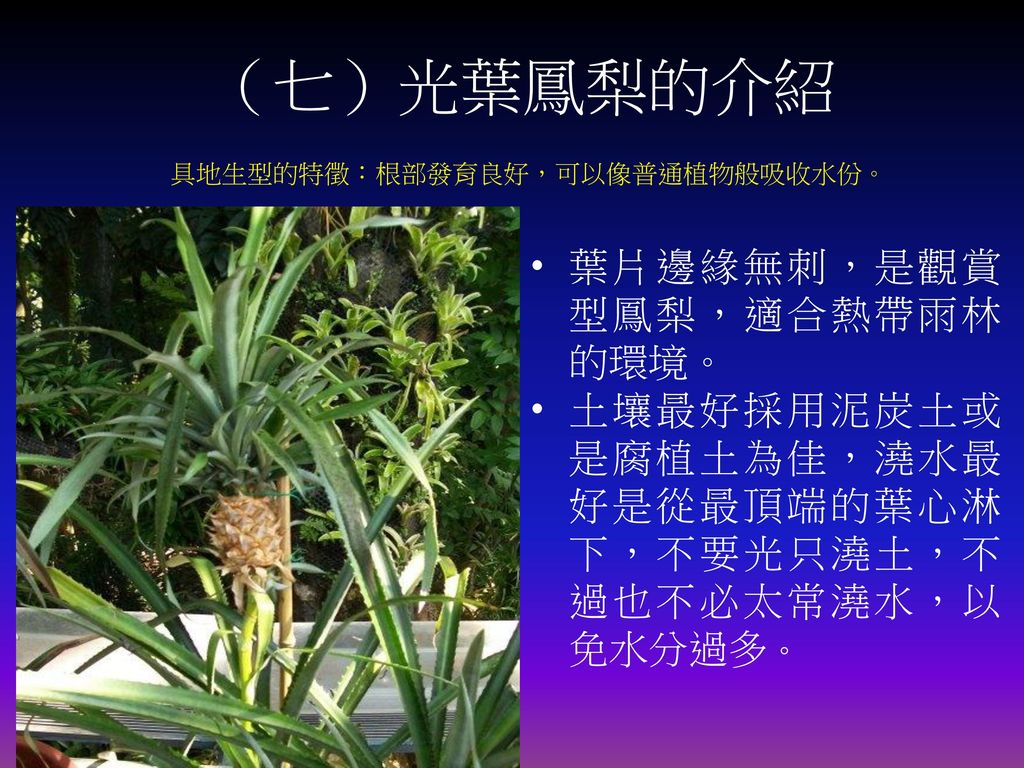 （七）光葉鳳梨的介紹 葉片邊緣無刺，是觀賞型鳳梨，適合熱帶雨林的環境。