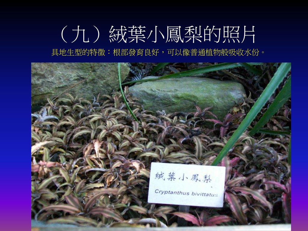 （九）絨葉小鳳梨的照片 具地生型的特徵：根部發育良好，可以像普通植物般吸收水份。