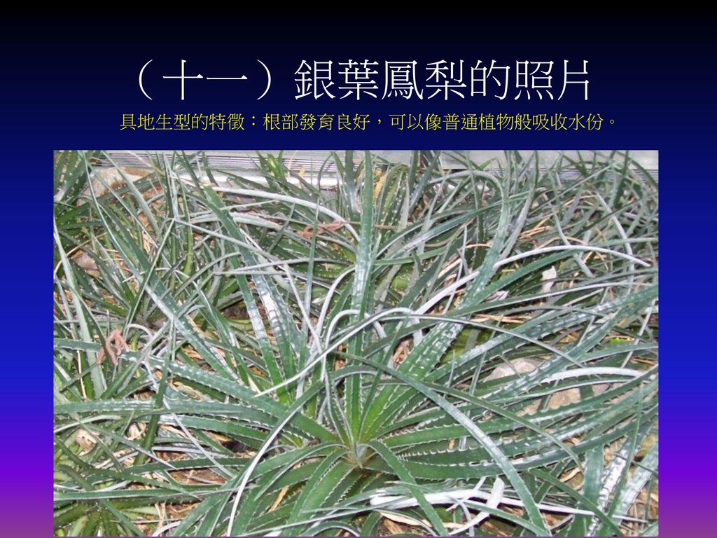 （十一）銀葉鳳梨的照片 具地生型的特徵：根部發育良好，可以像普通植物般吸收水份。