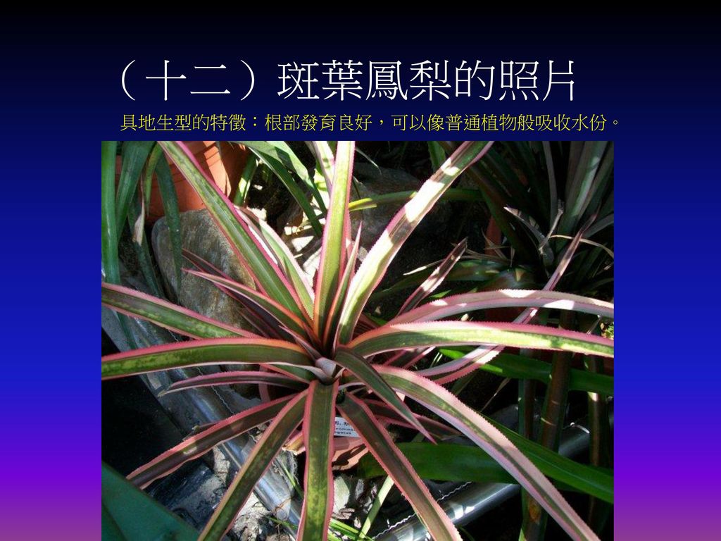 （十二）斑葉鳳梨的照片 具地生型的特徵：根部發育良好，可以像普通植物般吸收水份。