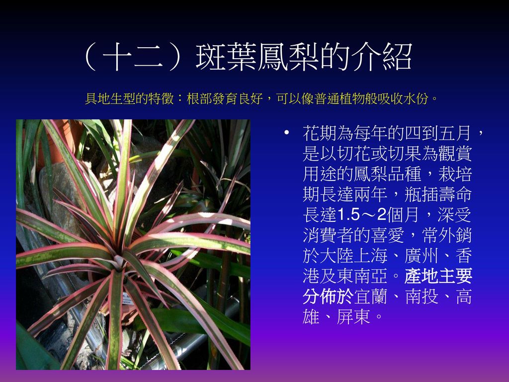 （十二）斑葉鳳梨的介紹 具地生型的特徵：根部發育良好，可以像普通植物般吸收水份。 花期為每年的四到五月，是以切花或切果為觀賞用途的鳳梨品種，栽培期長達兩年，瓶插壽命長達1.5～2個月，深受消費者的喜愛，常外銷於大陸上海、廣州、香港及東南亞。產地主要分佈於宜蘭、南投、高雄、屏東。