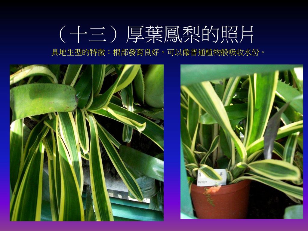 （十三）厚葉鳳梨的照片 具地生型的特徵：根部發育良好，可以像普通植物般吸收水份。