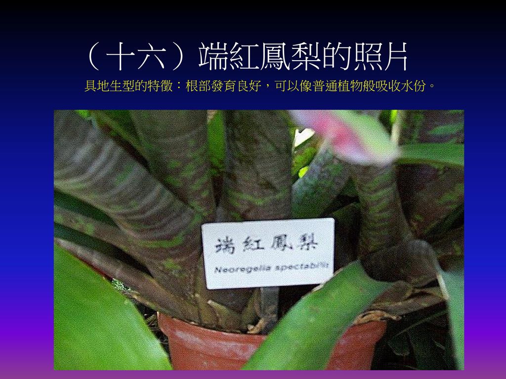 （十六）端紅鳳梨的照片 具地生型的特徵：根部發育良好，可以像普通植物般吸收水份。