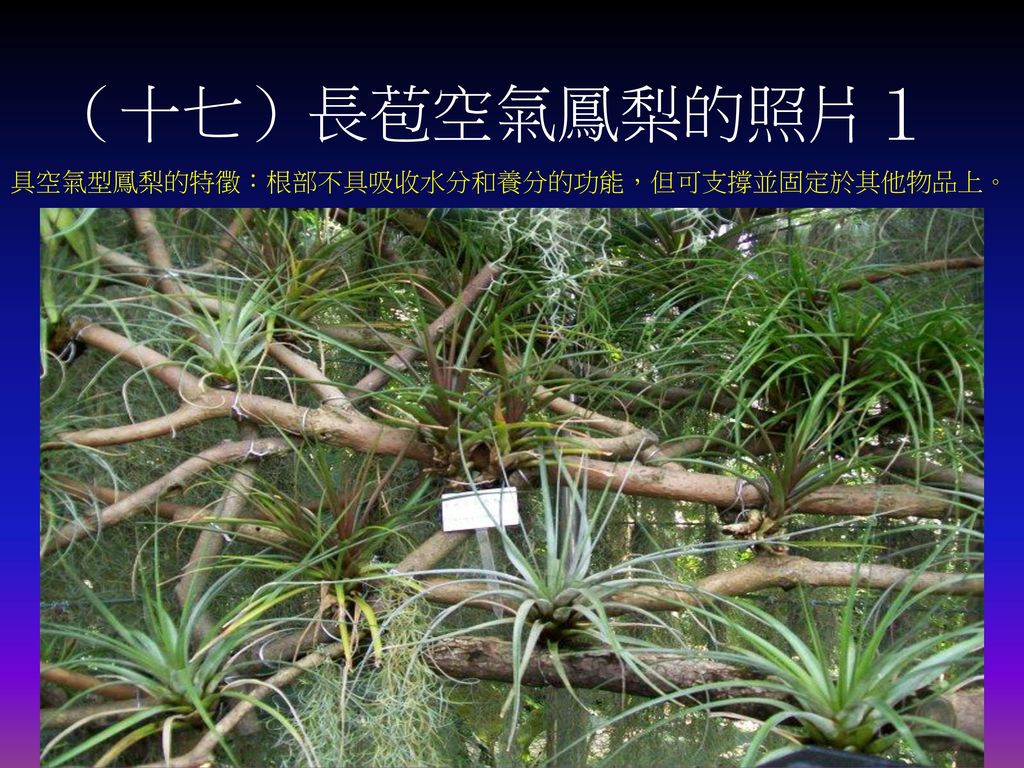 （十七）長苞空氣鳳梨的照片１ 具空氣型鳳梨的特徵：根部不具吸收水分和養分的功能，但可支撐並固定於其他物品上。