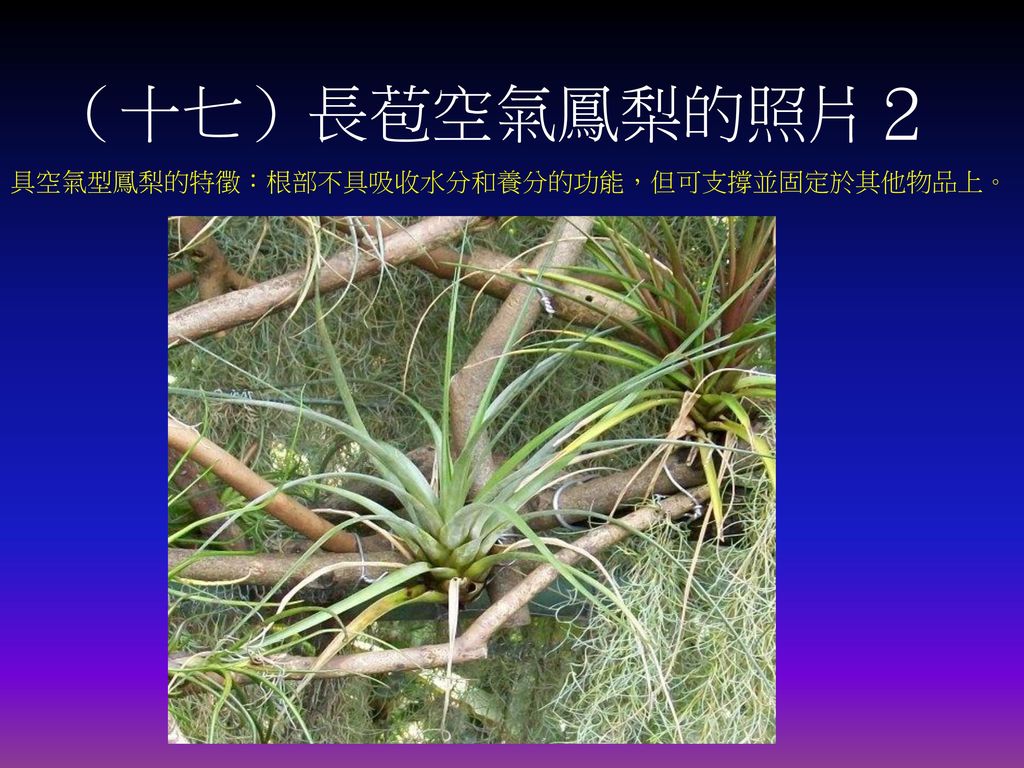 （十七）長苞空氣鳳梨的照片２ 具空氣型鳳梨的特徵：根部不具吸收水分和養分的功能，但可支撐並固定於其他物品上。