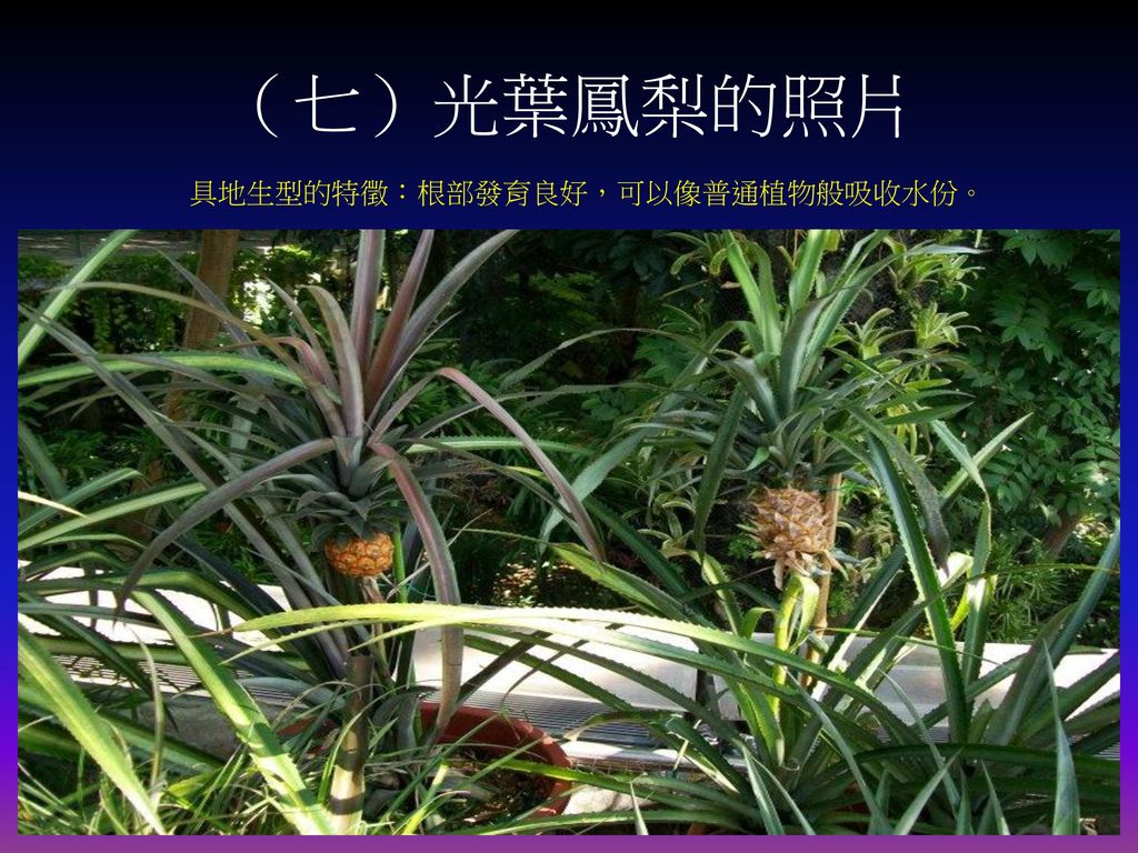 （七）光葉鳳梨的照片 具地生型的特徵：根部發育良好，可以像普通植物般吸收水份。