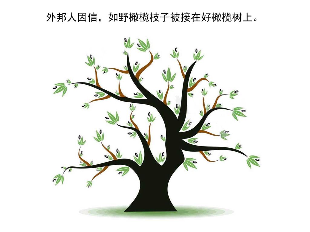 外邦人因信，如野橄榄枝子被接在好橄榄树上。