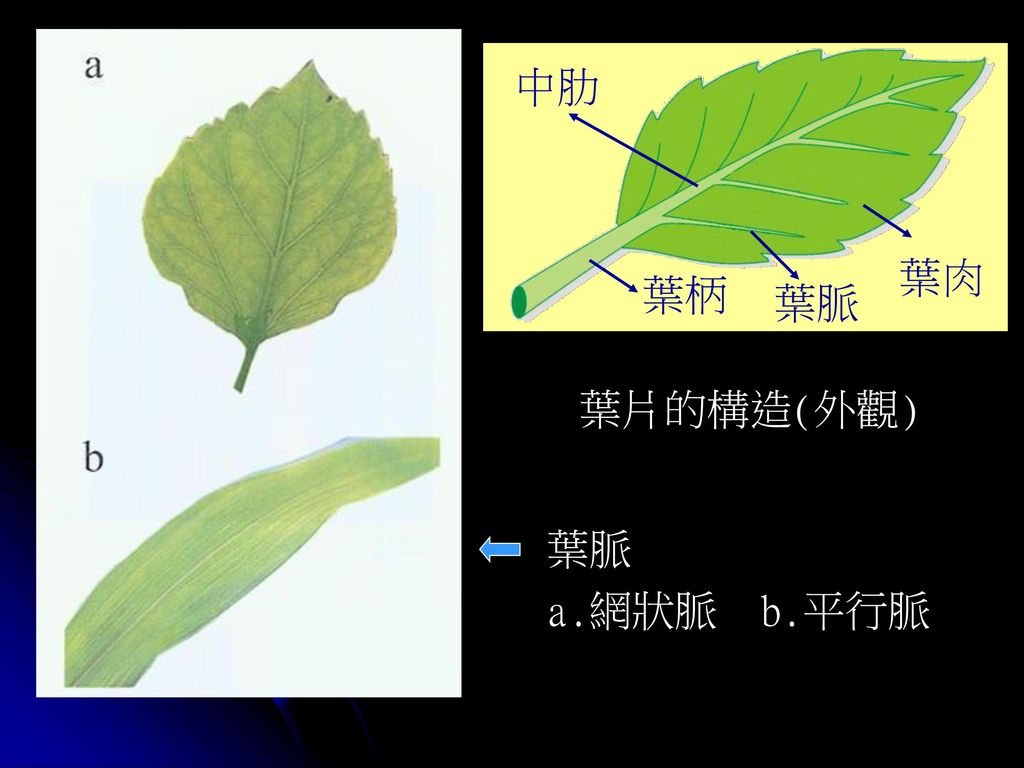 中肋 人気のhd壁紙