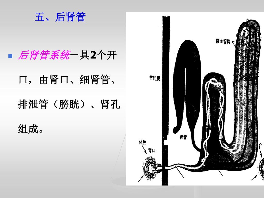 五、后肾管 后肾管系统－具2个开口，由肾口、细肾管、排泄管（膀胱）、肾孔组成。