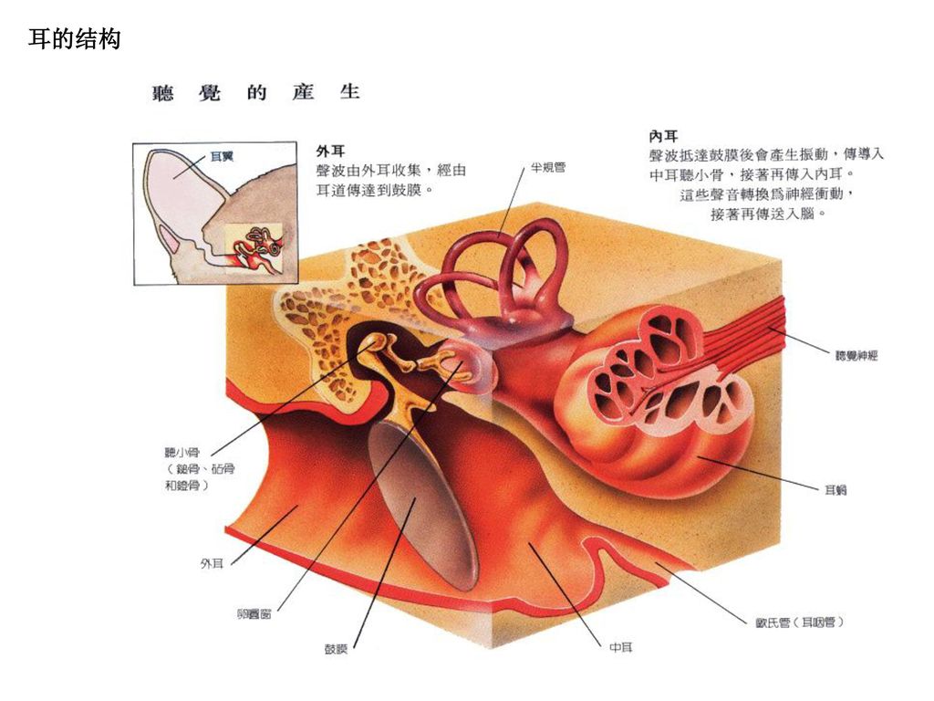 狗的声带解剖结构图图片