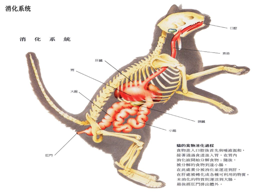 狗的肠道结构图片